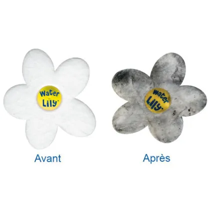 Absorbant Water Lily - boite de 6